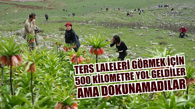 Ters laleleri görmek için 500 kilometre yol geldiler ama dokunamadılar