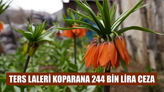 Ters laleri koparana 244 bin lira ceza
