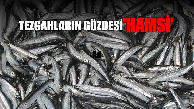 Tezgahların gözdesi 'hamsi'