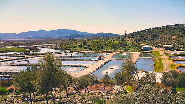 Toprak havuz balık yetiştiriciliğine büyük destek