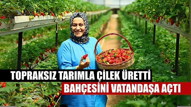 Topraksız tarımla çilek üretti, bahçesini vatandaşa açtı