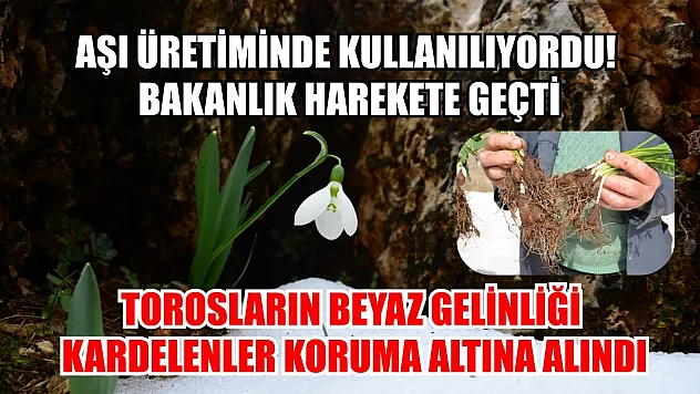 Torosların Beyaz Gelinliği Kardelenler Koruma Altına Alındı