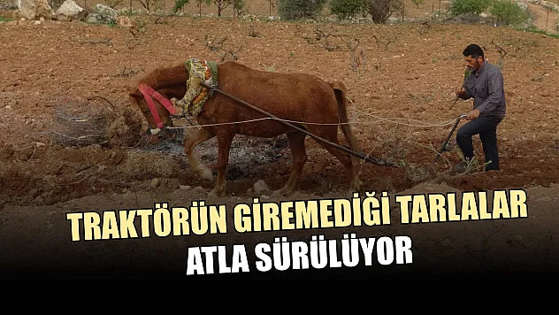 Traktörün giremediği tarlalar atla sürülüyor