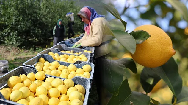 TÜİK'e göre limonda üretici fiyatları yıllık yüzde 410 yükseldi