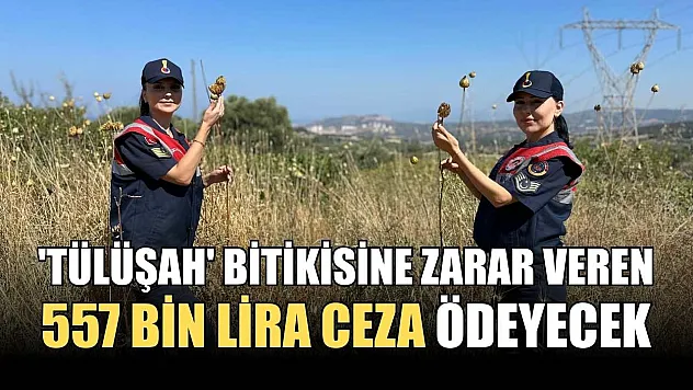 'Tülüşah' bitikisine zarar veren 557 bin lira ceza ödeyecek