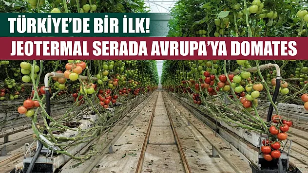 Türkiye'de bir ilk! Jeotermal serada Avrupa'ya domates