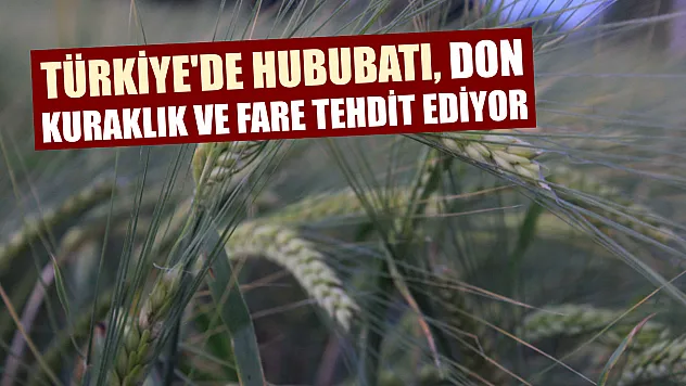 Türkiye'de hububatı, don, kuraklık ve fare tehdit ediyor