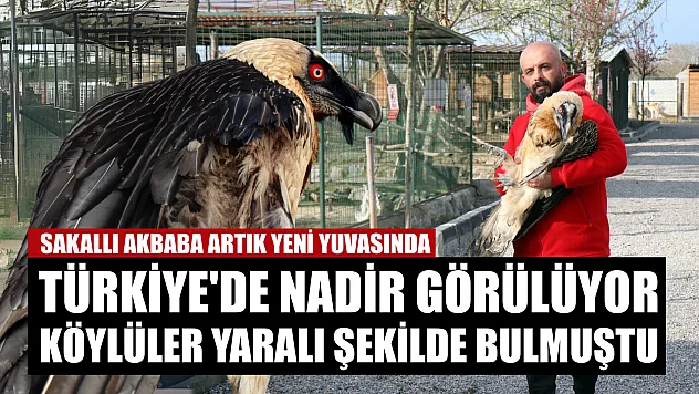 Türkiye'de nadir görülüyor, köylüler yaralı şekilde bulmuştu: Sakallı akbaba artık yeni yuvasında