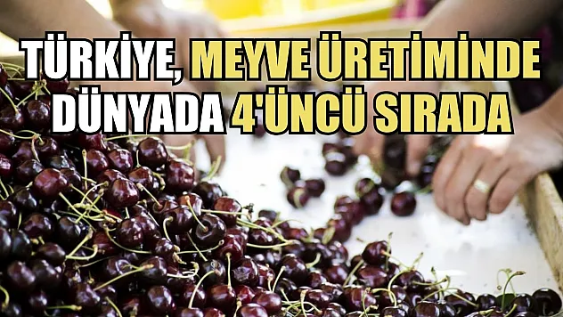 Türkiye, meyve üretiminde dünyada 4'üncü sırada