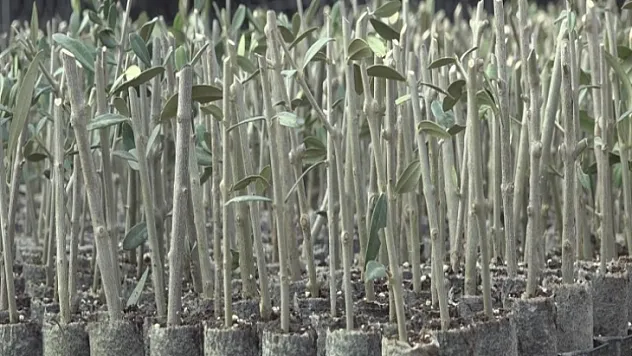 Türkiye'nin En Büyük Ceviz Üreticisi Seydikemer'de