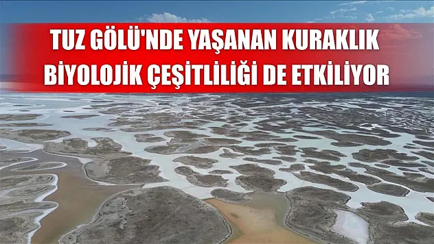 Tuz Gölü'nde yaşanan kuraklık biyolojik çeşitliliği de etkiliyor