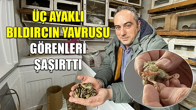 Üç ayaklı bıldırcın yavrusu görenleri şaşırttı