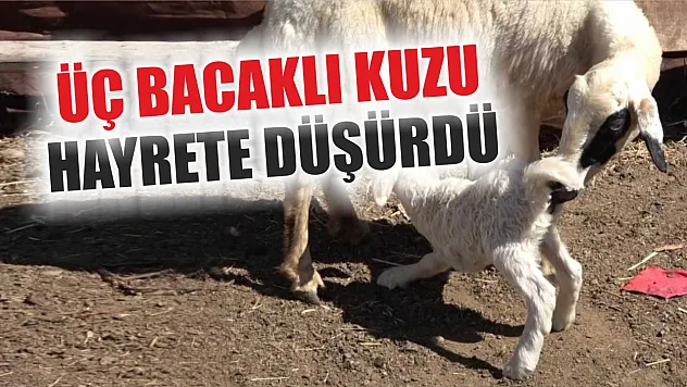 Üç bacaklı kuzu hayrete düşürdü