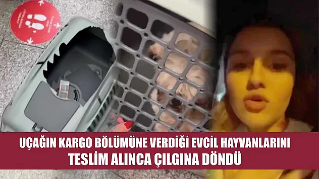 Uçağın kargo bölümüne verdiği evcil hayvanlarını teslim alınca çılgına döndü