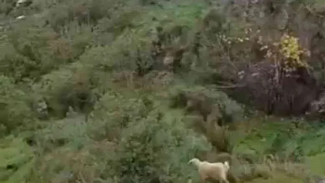 Uçurumda mahsur kalan keçiyi itfaiye kurtardı