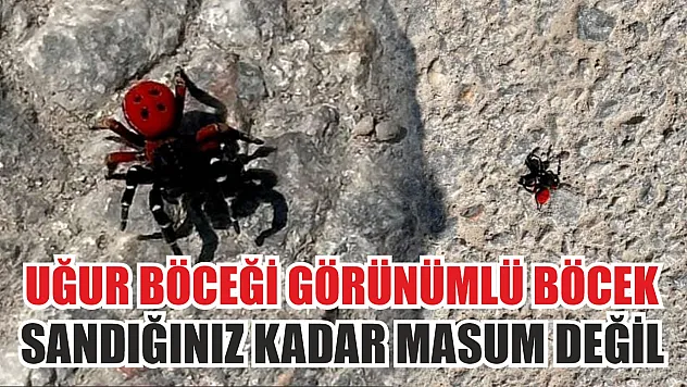 Uğur böceği görünümlü böcek, sandığınız kadar masum değil