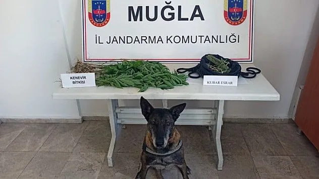 Ula'da kenevir operasyonu