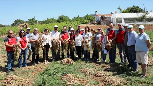 Ula'da Sarımsak hasadı