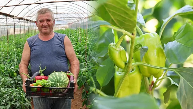 Üreten Bodrum'da hasat devam ediyor