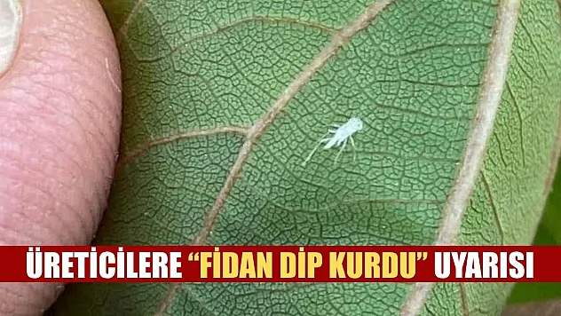 Üreticilere 'Fidan dip kurdu' uyarısı