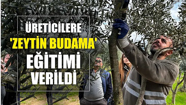 Üreticilere 'Zeytin Budama' eğitimi verildi