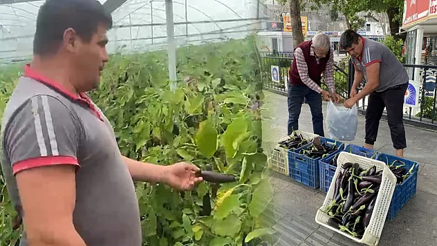 Ürettiği patlıcanlar maliyetini kurtarmayınca serasının kapılarını vatandaşlara açtı