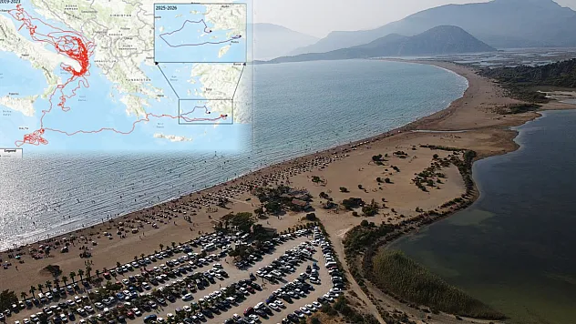 Uydu cihazıyla izlenen caretta caretta 'Tuba' Bodrum açıklarında yaşamını sürdürüyor