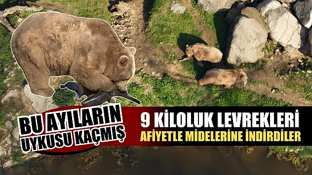 Uykusu kaçan ayılar, 9 kiloluk levrekleri afiyetle midelerine indirdi