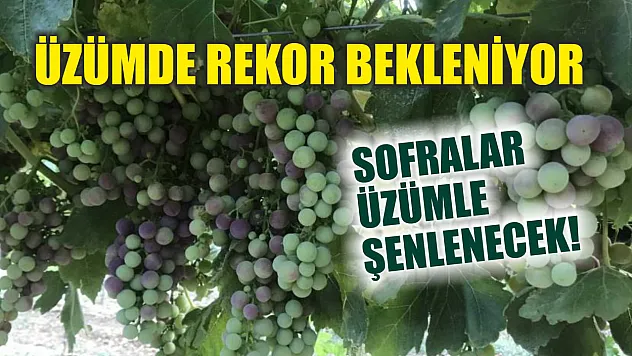 Üzümde Rekor Bekleniyor: Sofralar Üzümle Şenlenecek!