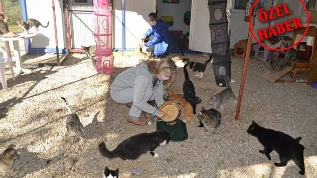 Üzümlü'de sokak hayvanlarına sahip çıktılar