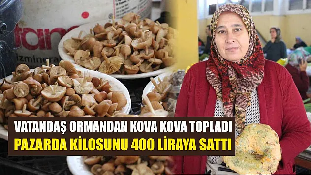 Vatandaş ormandan kova kova topladı, pazarda kilosunu 400 liraya sattı