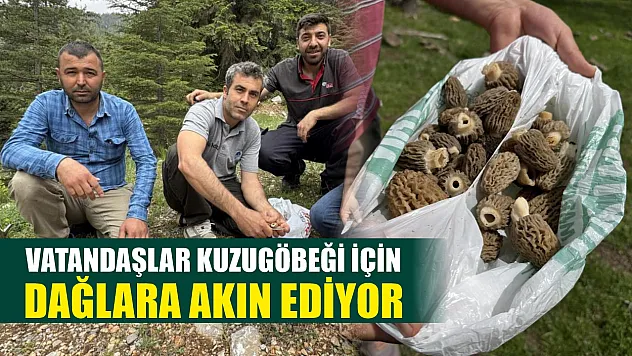 Vatandaşlar Kuzugöbeği için dağlara akın ediyor