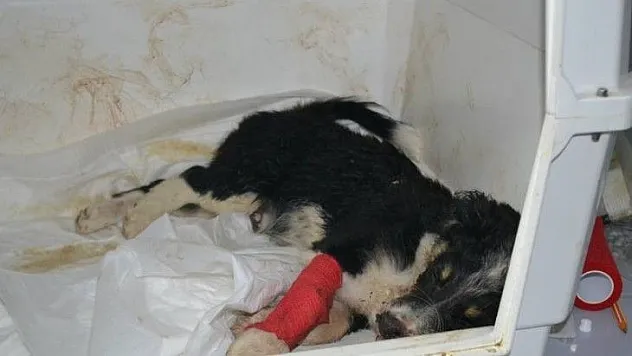 VATANDAŞLARIN DUYARLI OLMASINI İSTEDİLER