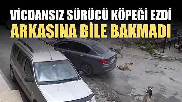 Vicdansız sürücü köpeği ezdi, arkasına bile bakmadı