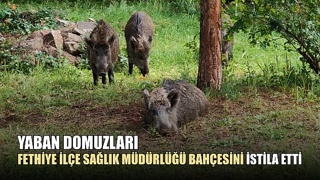 Yaban domuzları Fethiye İlçe Sağlık Müdürlüğü bahçesini istila etti