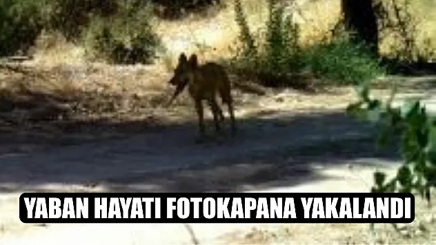 Yaban hayatı fotokapana yakalandı