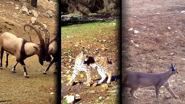 Yaban hayatı fotokapanlara yansıdı