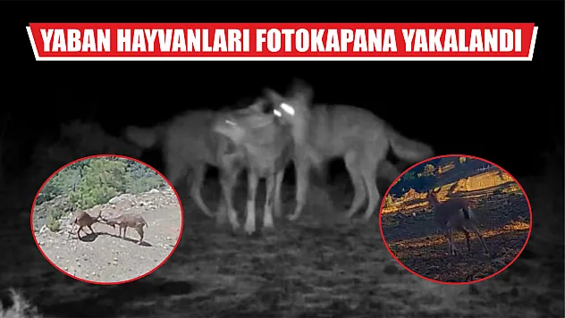 Yaban hayvanları fotokapana yakalandı