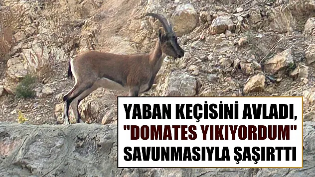 Yaban keçisini avladı, 'Domates yıkıyordum' savunmasıyla şaşırttı