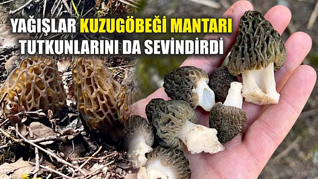 Yağışlar kuzugöbeği mantarı tutkunlarını da sevindirdi