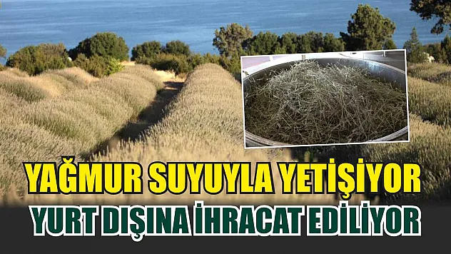 Yağmur suyuyla yetişiyor, yurt dışına ihracat ediliyor