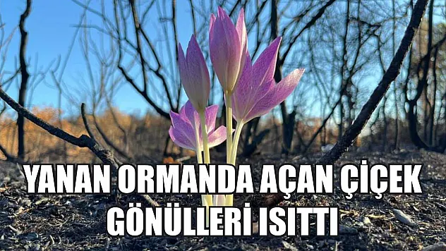 Yanan ormanda açan çiçek gönülleri ısıttı