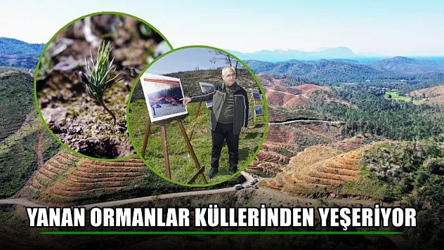 Yanan ormanlar küllerinden yeşeriyor