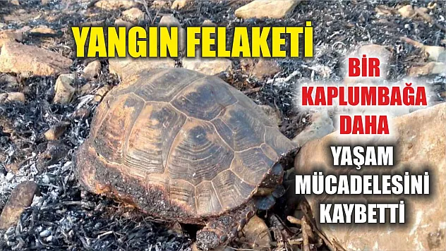 Yangın Felaketi: Bir Kaplumbağa Daha Yaşam Mücadelesini Kaybetti