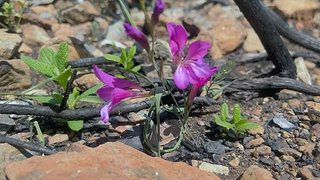 Yangında zarar gören Bördübet'in eko sistemi yakından takip ediliyor
