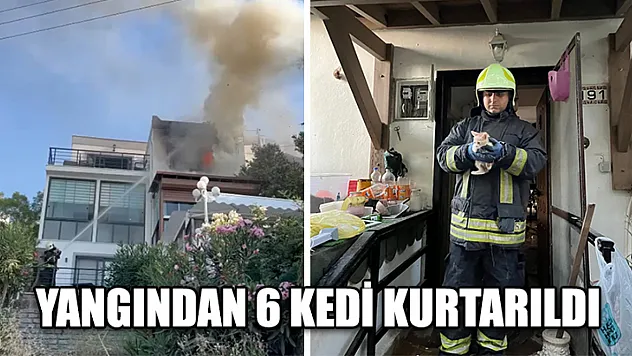 Yangından 6 Kedi Kurtarıldı
