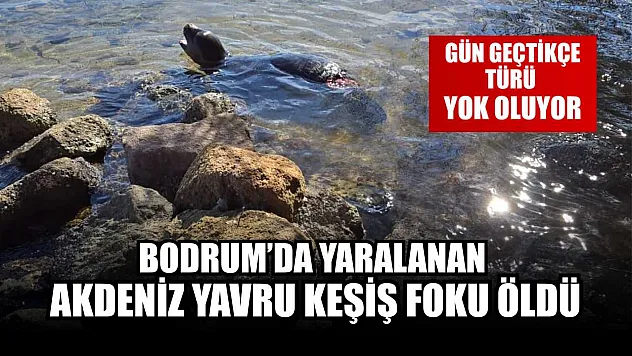 Bodrum'da yaralanan Akdeniz yavru keşiş foku öldü