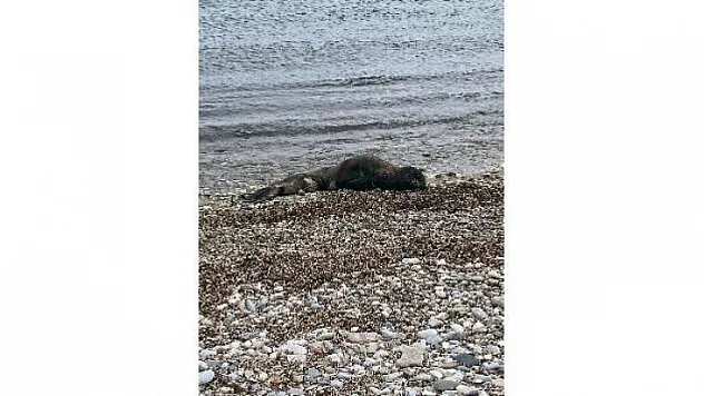 Yaralı Akdeniz Fok'u kurtarılamadı