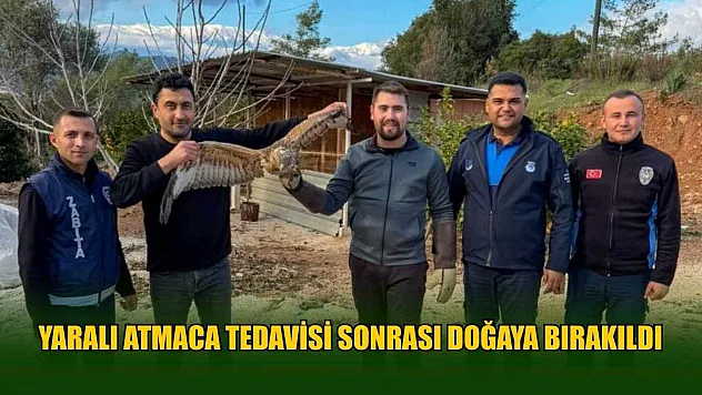 Yaralı atmaca tedavisi sonrası doğaya bırakıldı