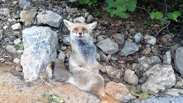 Yaralı bulunan tilki tedaviye alındı